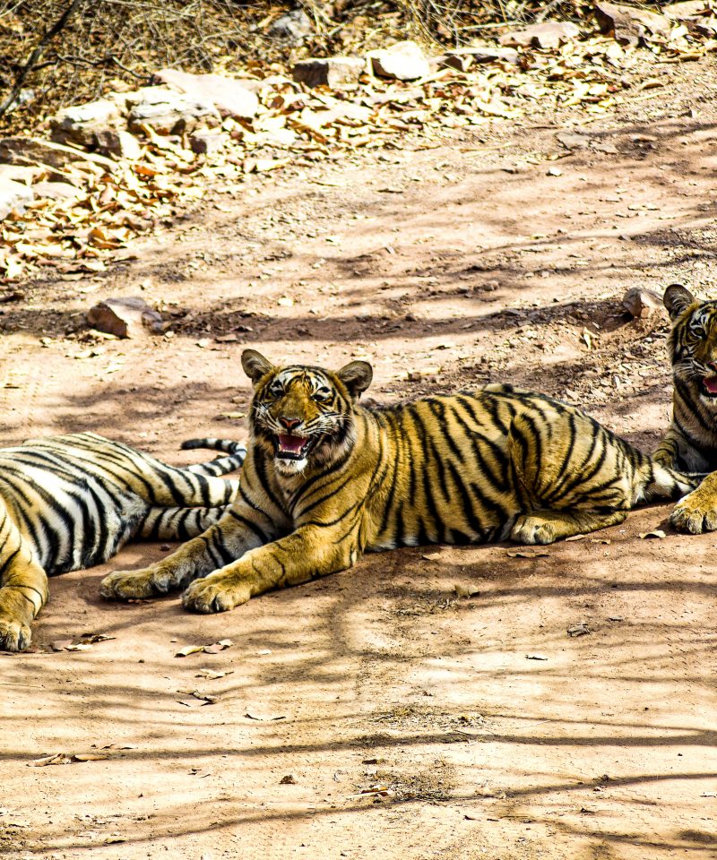 Ranthambore